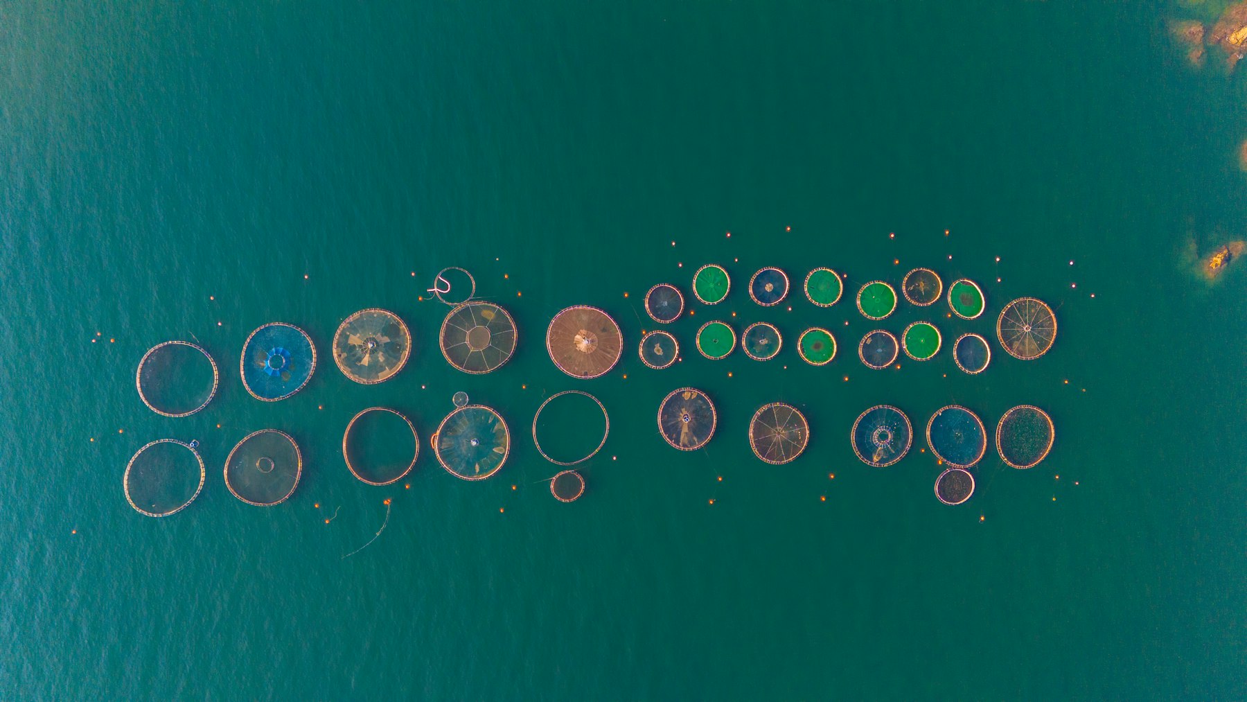 Modern fish-farm pens · Species & stocking density planning